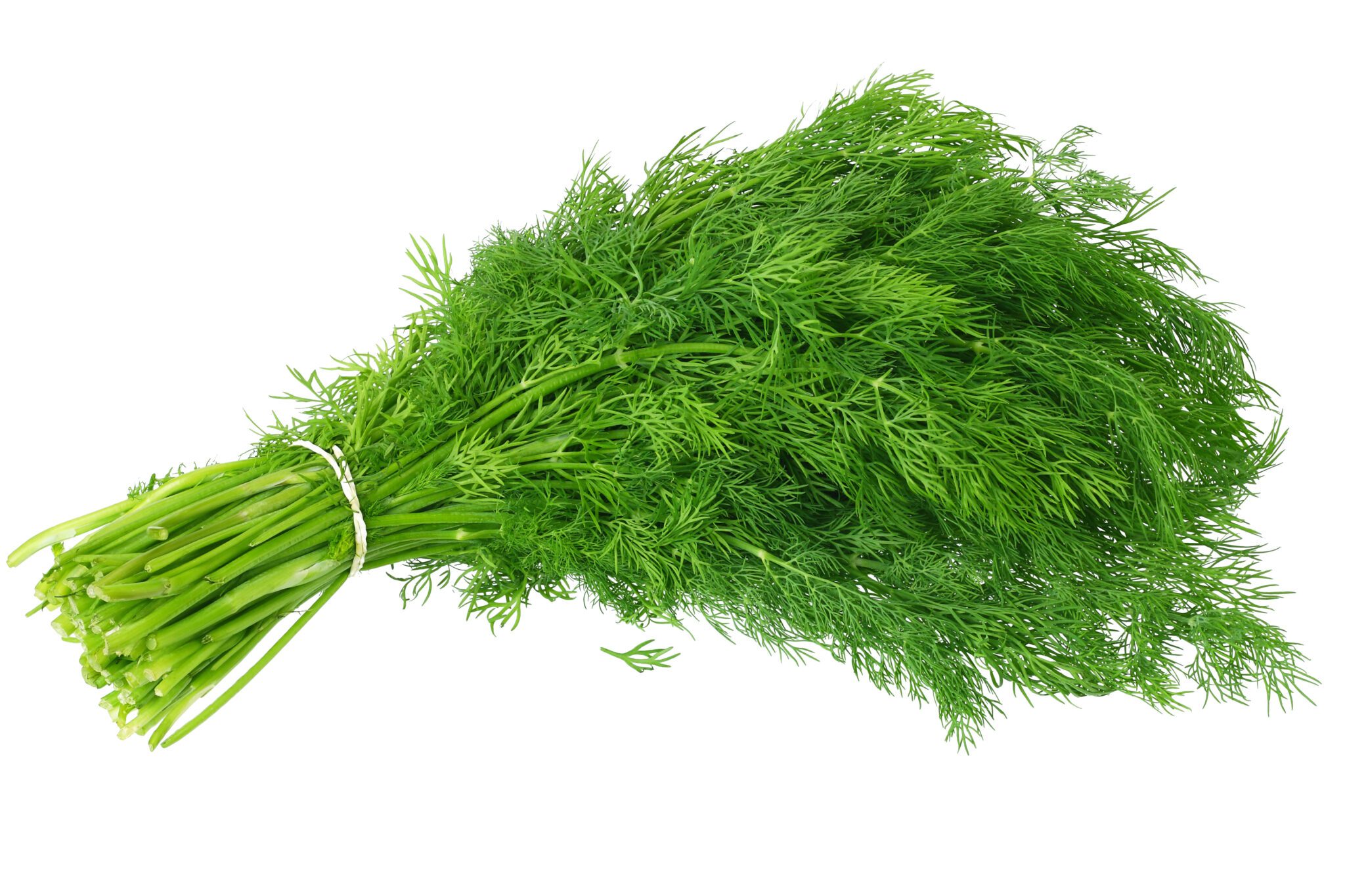 Dill erl. 50 g